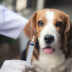 What Happens If a Dog Gets Vaccinated Twice?