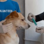 What Happens If a Dog Gets Vaccinated Twice?