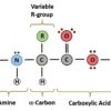 CH103 – Chapter 8: The Major Macromolecules