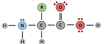 CH103 – Chapter 8: The Major Macromolecules