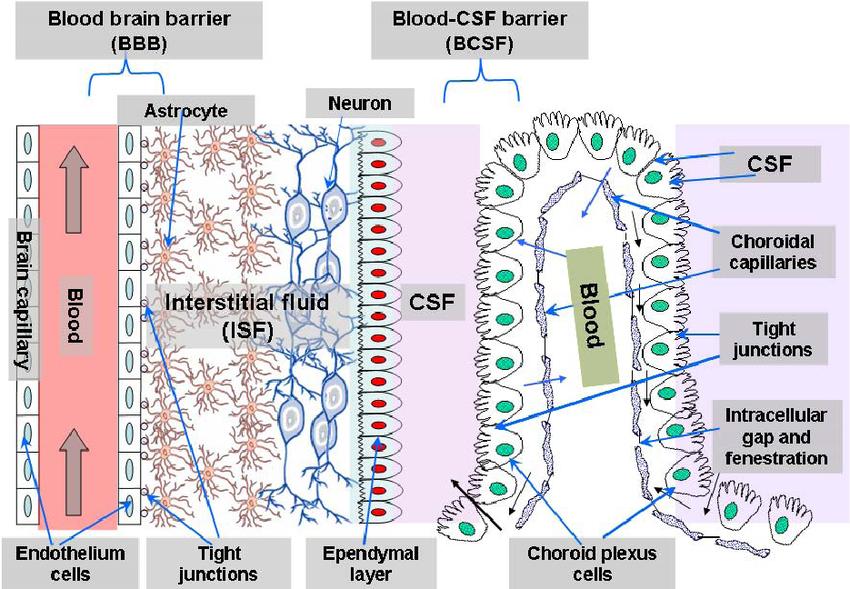 antibiotics that cross blood brain barrier