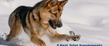 5 Best Joint Supplements for German Shepherds - Expert Vet Opinion