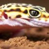 Calcium Sand For Leopard Geckos?