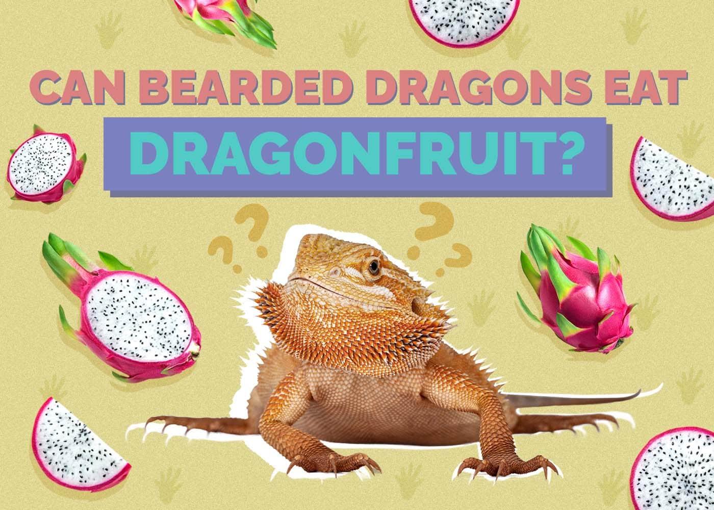 can bearded dragons have dragon fruit