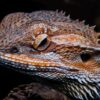 The Bearded Dragon's Diet: What Can They Eat?