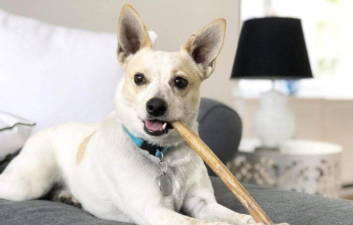 can bully sticks give dogs diarrhea