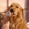 Can Dogs Eat Peanut Butter?