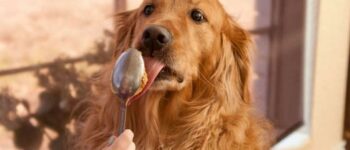 Can Dogs Eat Peanut Butter?