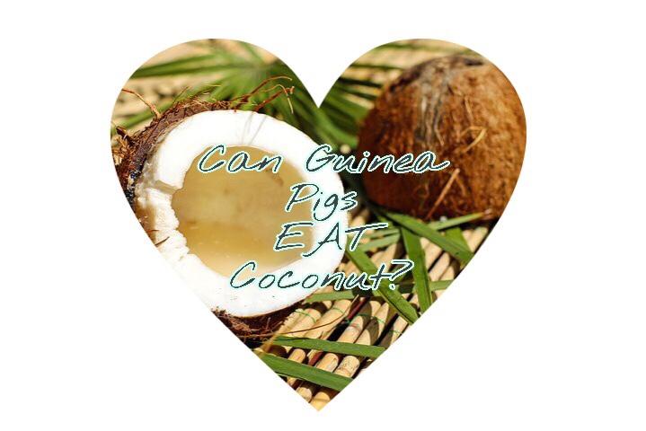 can guinea pigs eat coconut oil