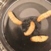 Feeder insect review: Waxworms