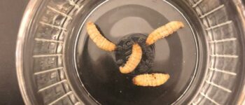 Feeder insect review: Waxworms