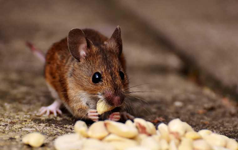 can mice eat sunflower seeds