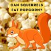 Can Squirrels Eat Popcorn?