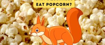 Can Squirrels Eat Popcorn?