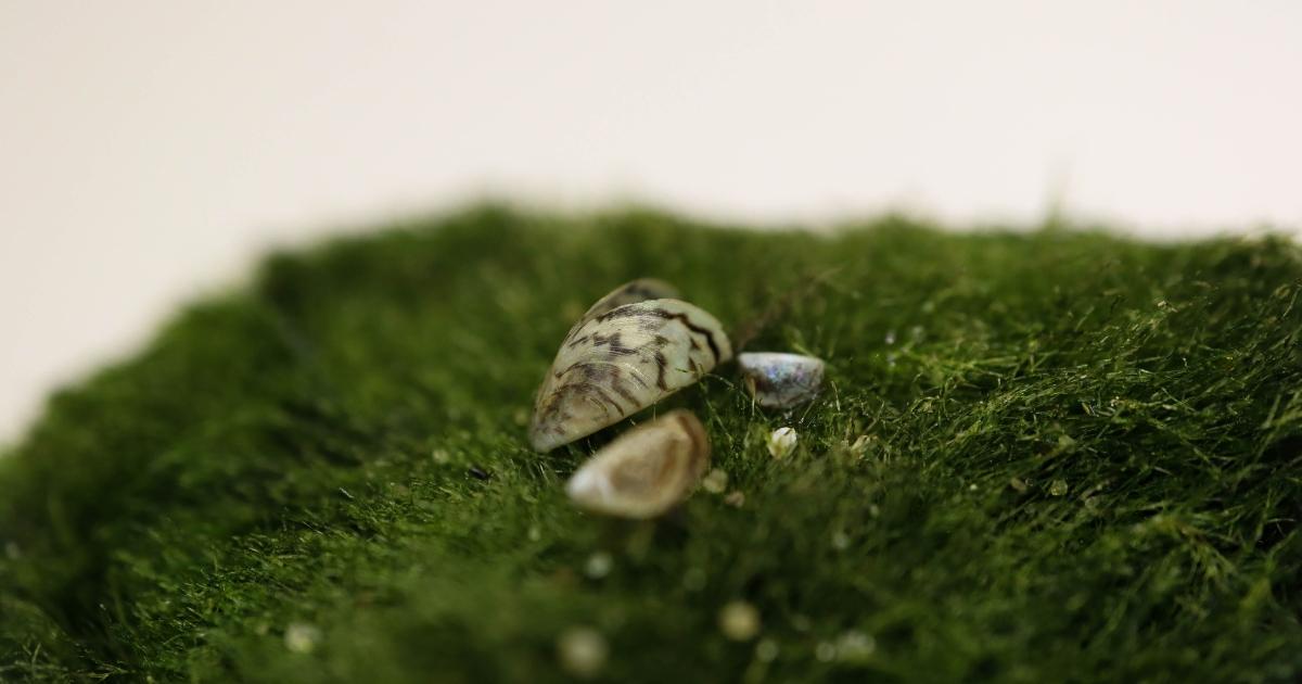 Invasive Zebra Mussels Found in Moss Balls