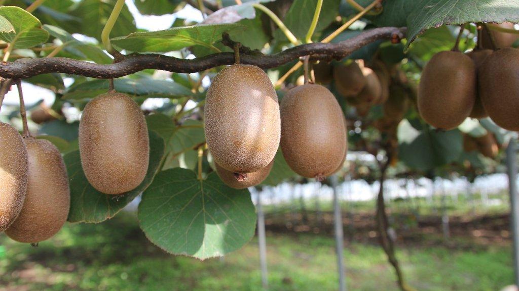 Kiwi gold growing on a vine.