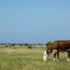 What Do Cows Like to Eat as a Treat?