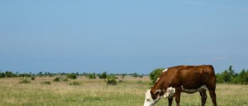 What Do Cows Like to Eat as a Treat?