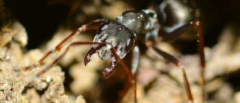 Ants In A Vacuum Cleaner