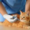 How To Help Your Cat Feel Better After Vaccinations