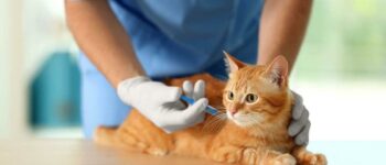 How To Help Your Cat Feel Better After Vaccinations