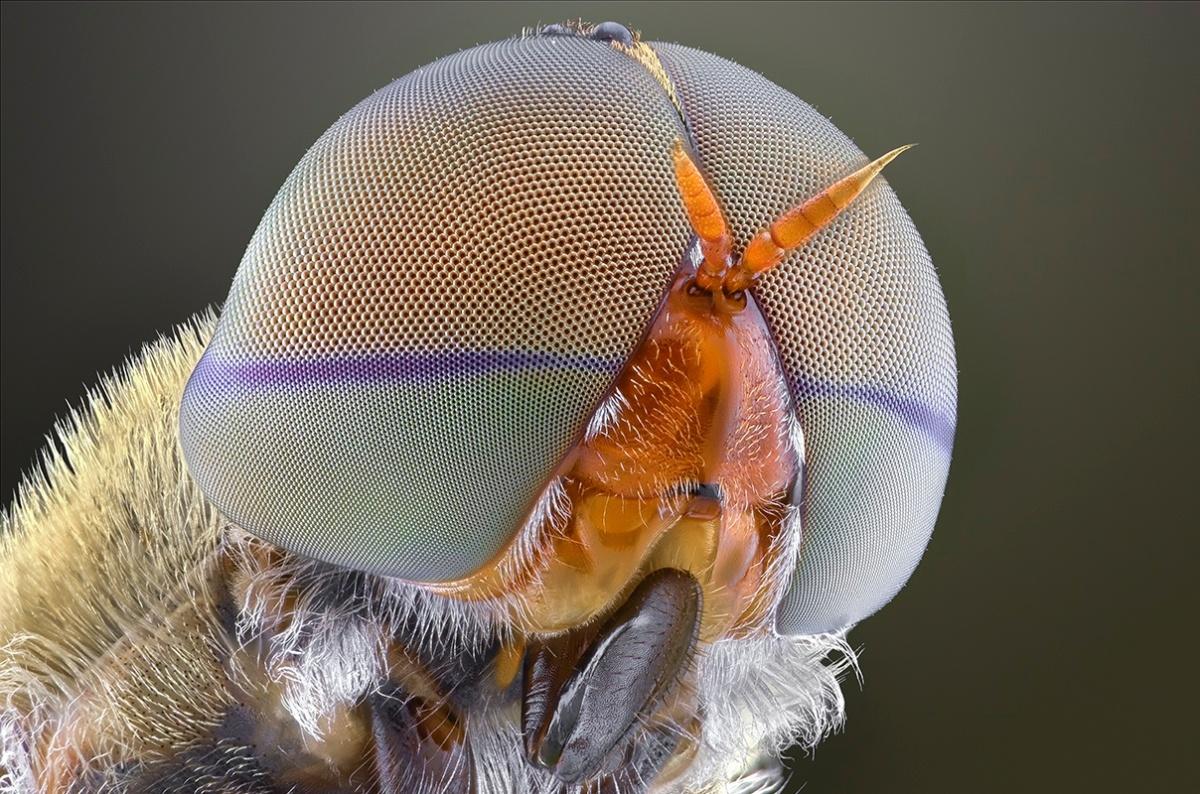 close up of insect faces