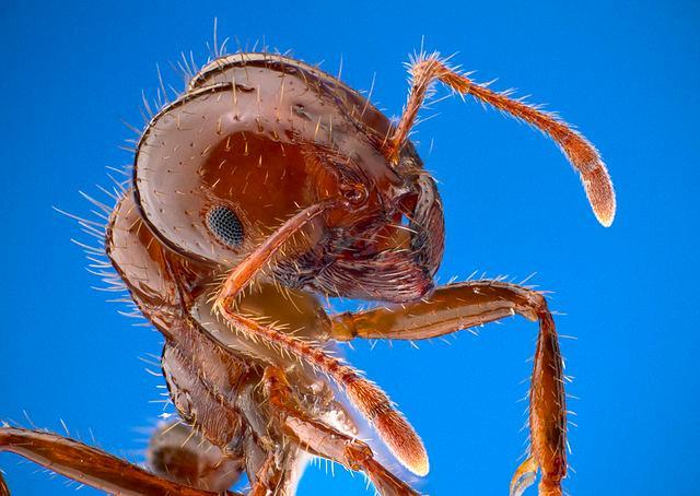 dangerous insects in north carolina