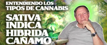 ¿Cuáles son las diferencias entre Indica, Sativa, Híbrida y Cañamo?