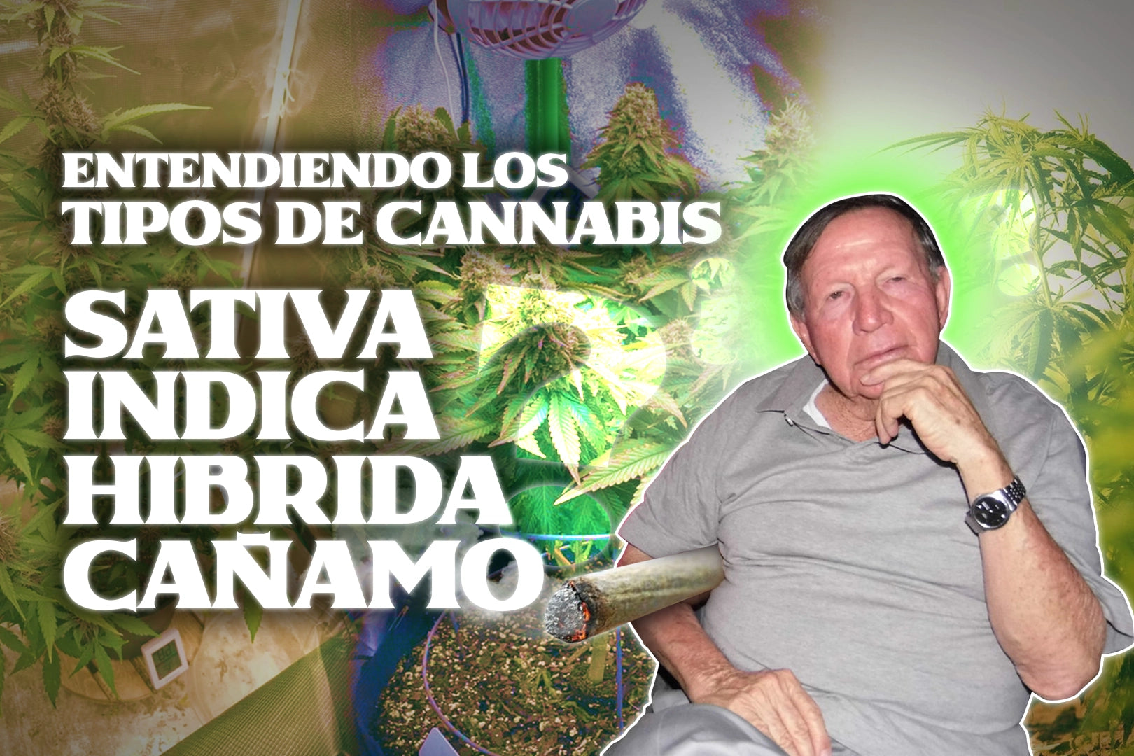 diferencia entre sativa y hibrida