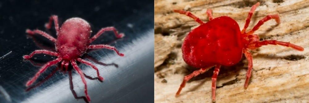 Clover Mite and Chigger