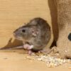 The Top 5 Foods that Attract Rodents