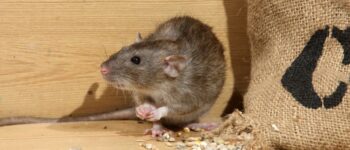 The Top 5 Foods that Attract Rodents