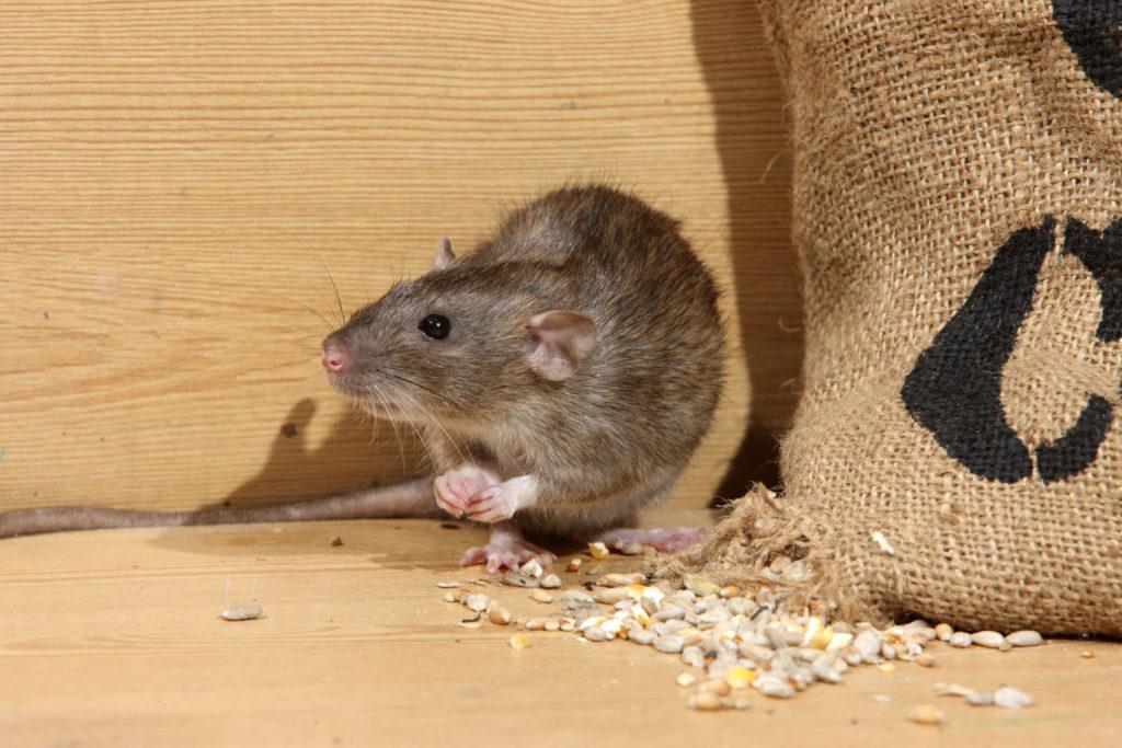 do mice like sunflower seeds