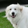 Keeping A Great Pyrenees Dog Cool