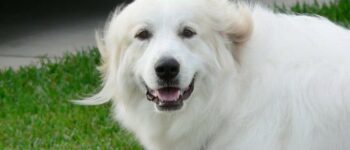 Keeping A Great Pyrenees Dog Cool