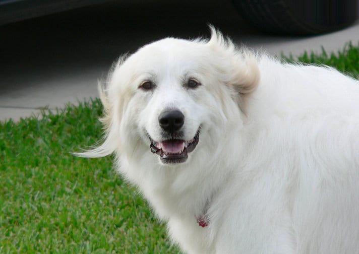 does great pyrenees hair grow back