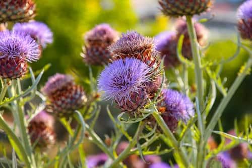 does milk thistle help with acne