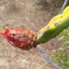 Growing dragon fruit in Southern California