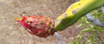 Growing dragon fruit in Southern California