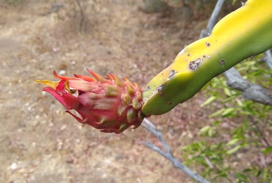 homemade fertilizer for dragon fruit