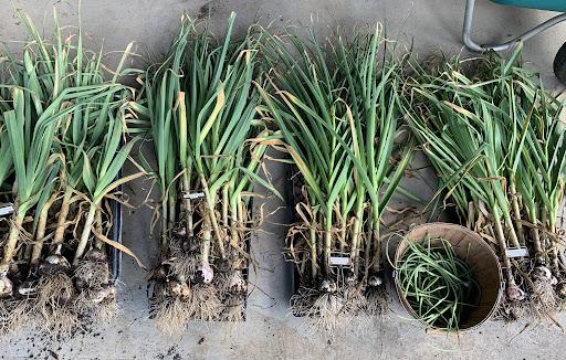 how far apart to plant garlic in a raised bed