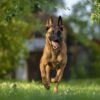 Belgian Malinois