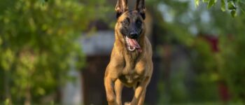 Belgian Malinois