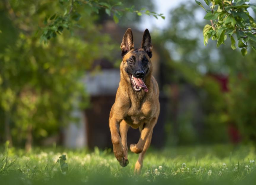 how much to feed a belgian malinois