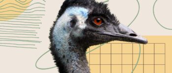 Is Emu Oil ethical?