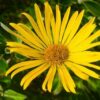 Arnica: 9 Health Benefits, How to Use & Recipes