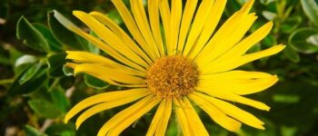 Arnica: 9 Health Benefits, How to Use & Recipes