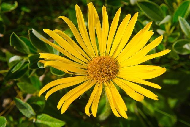 is arnica tea good for weight loss