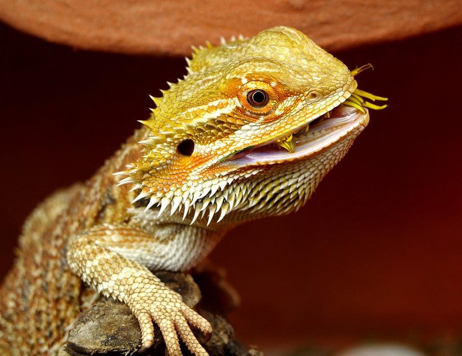 is avocado good for bearded dragons