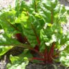 Difference between: rhubarb and Swiss chard